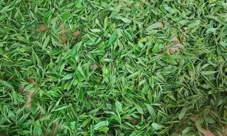 祁门安茶介绍
