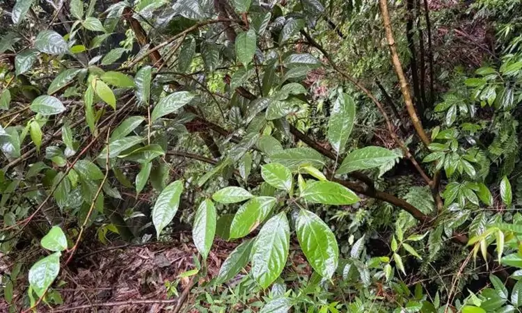 最高一株超5米！宜宾兴文首现珍稀濒危植物小黄花茶