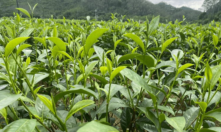 立秋至，高明对川茶场修剪茶树孕育清甜白露秋茶