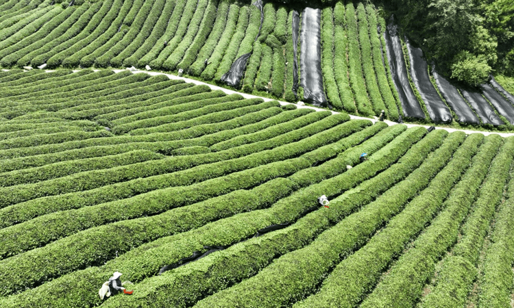 助力茶农每亩增收2000元 两项抹茶国家级团标落地德江