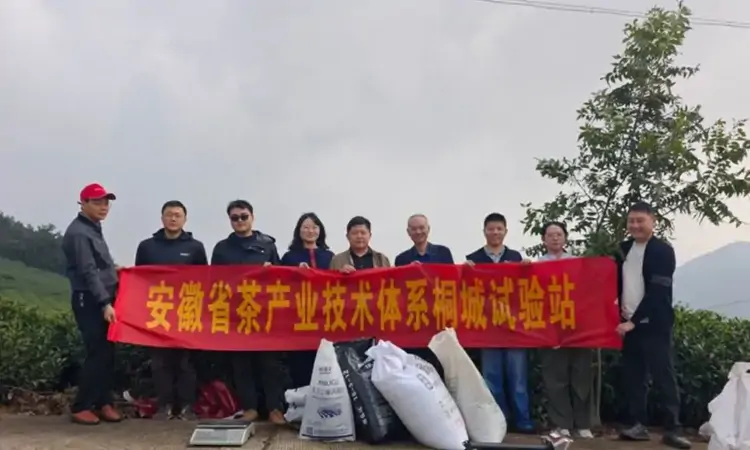 桐城：科技赋能茶产业提质增效